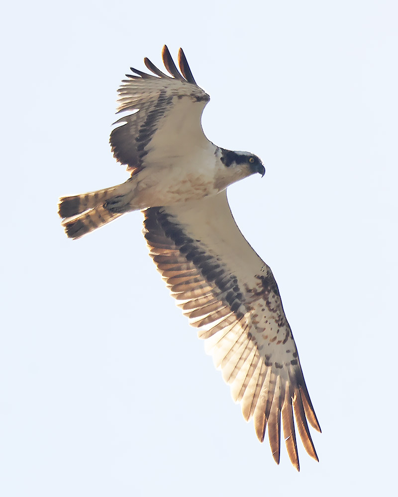Osprey